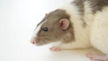 white and brown hamster on white surface