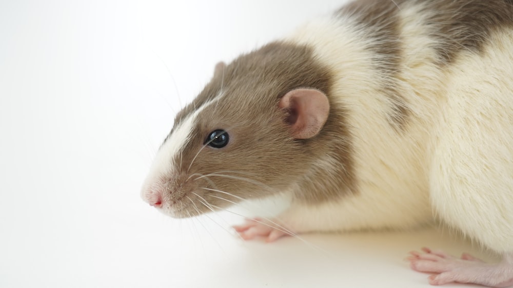 White and brown hamster on a white surface