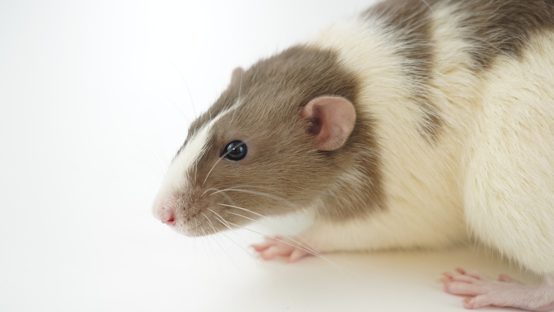 white and brown hamster on white surface, Cute white mouse