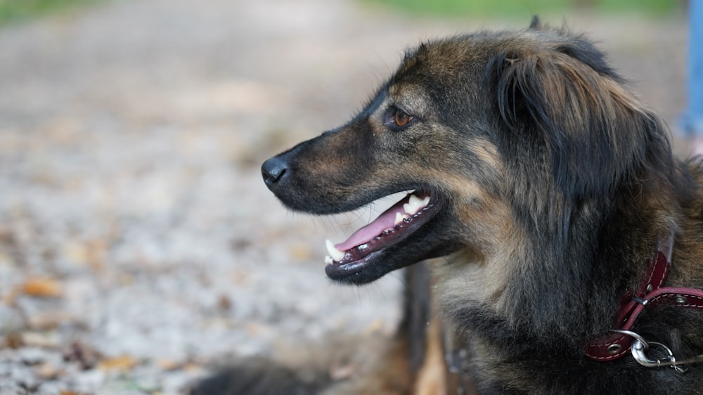 black and tan german shepherd