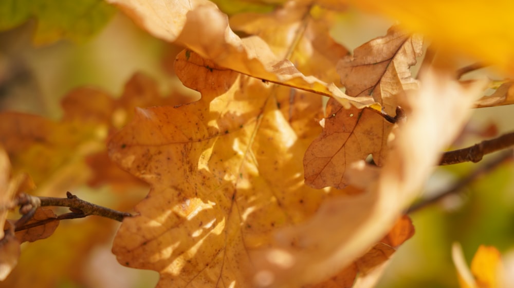 brown maple leaf on water