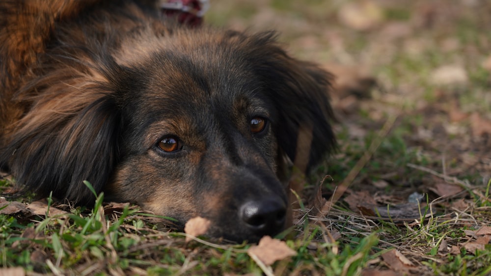 Perro de pelo corto marrón y negro acostado sobre hierba verde durante el día