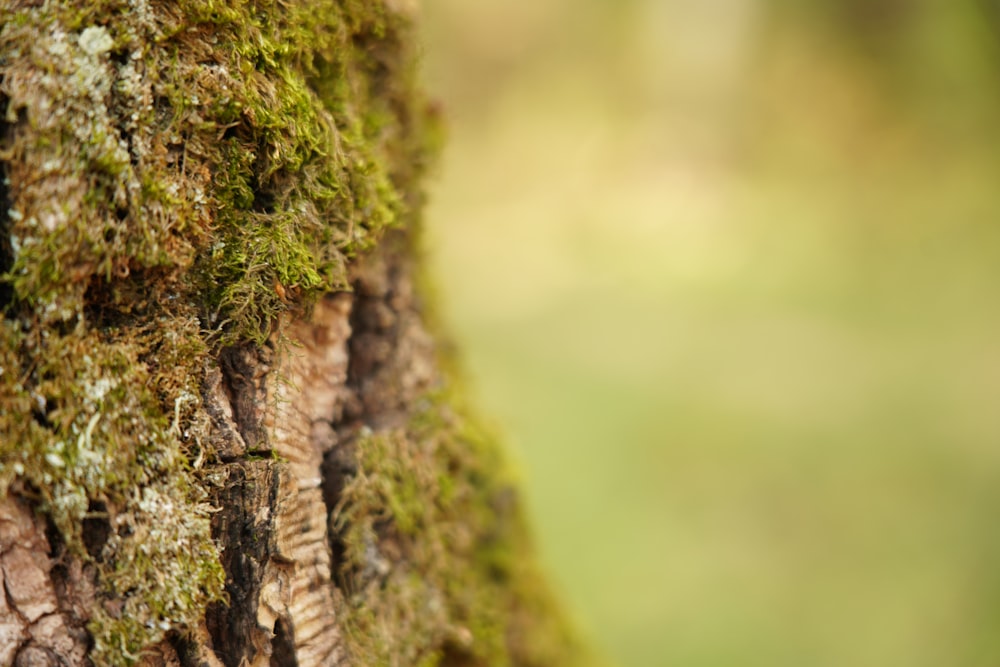 brown tree trunk in close up photography