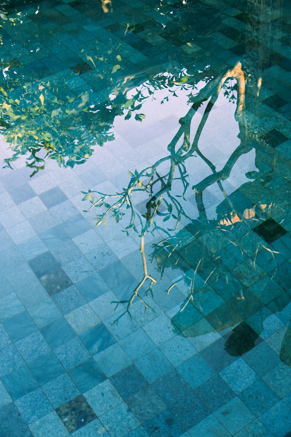 green leaves on white and blue floor tiles