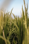 Close-up view of a lush field with tall green stalks and ears of rice ready for harvest. The plants are dense and vibrant, standing against a clear blue sky.