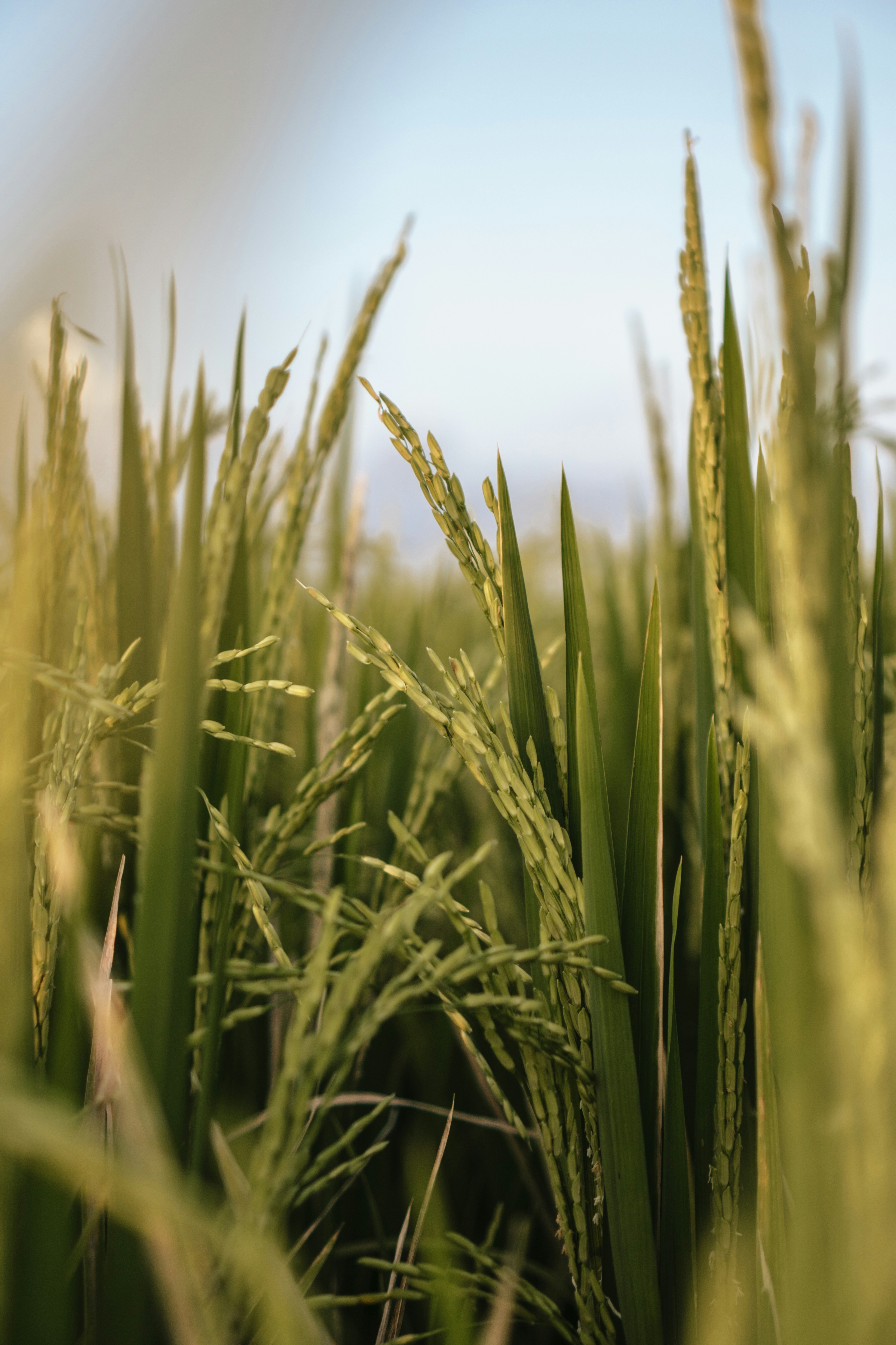 Rice fields closeup
