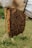 A beekeeper gently tending to a beehive in a lush green landscape.