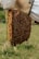 A beekeeper gently tending to a beehive in a lush green landscape.