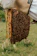 Close-up of a beekeeper wearing black and red safety gloves while tending to a hive.