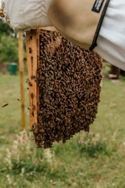 A beekeeper wearing protective gloves holds a frame teeming with bees, likely inspecting the hive. The background is a grassy area with blurred greenery.
