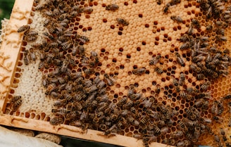 brown and black bee on brown wooden frame