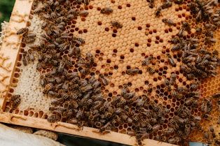 brown and black bee on brown wooden frame