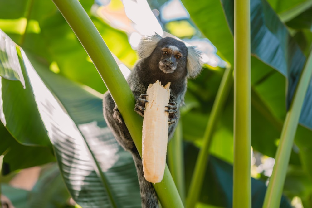 black and white monkey on green leaf