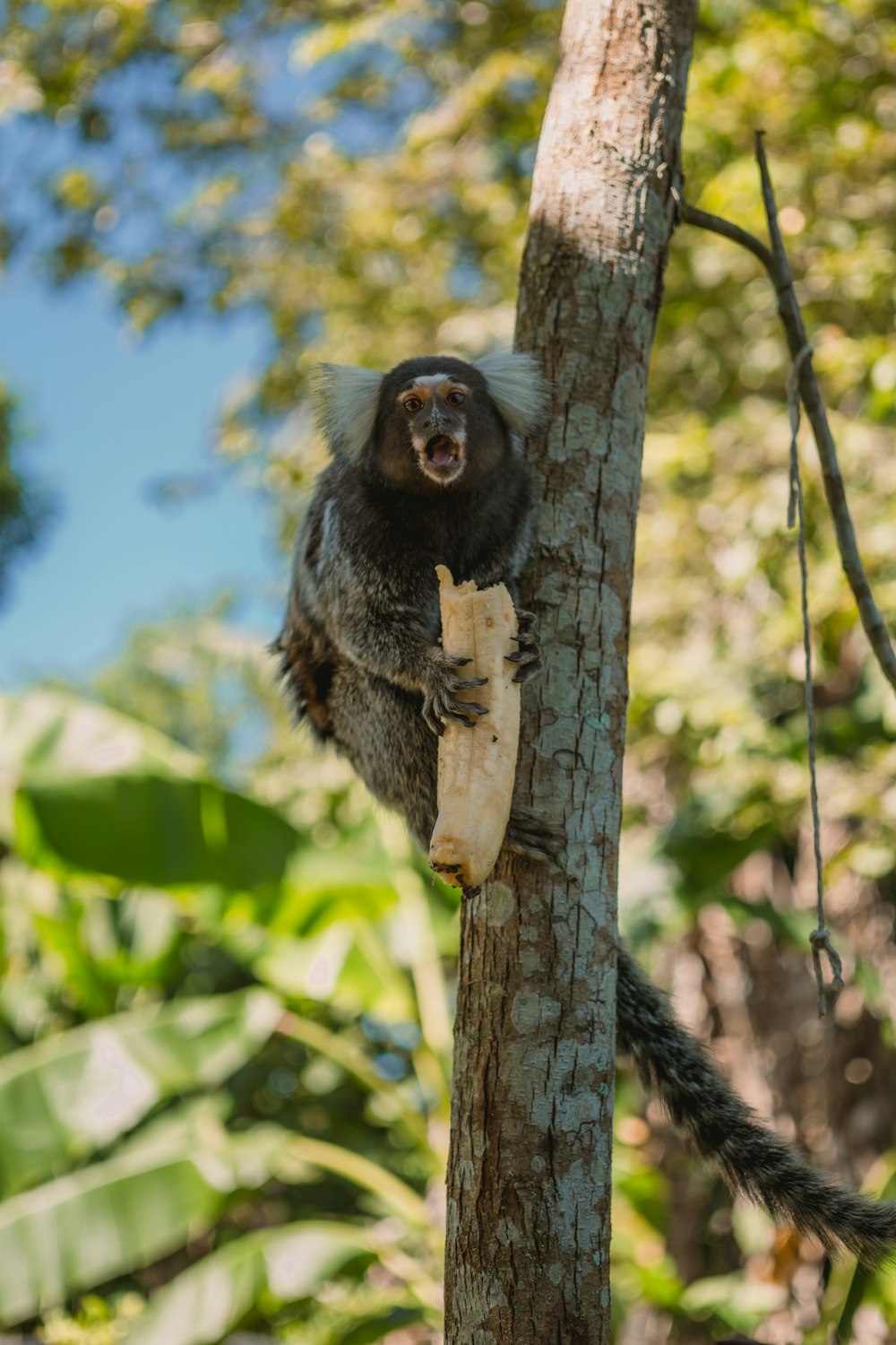 black and brown monkey on brown tree branch during daytime