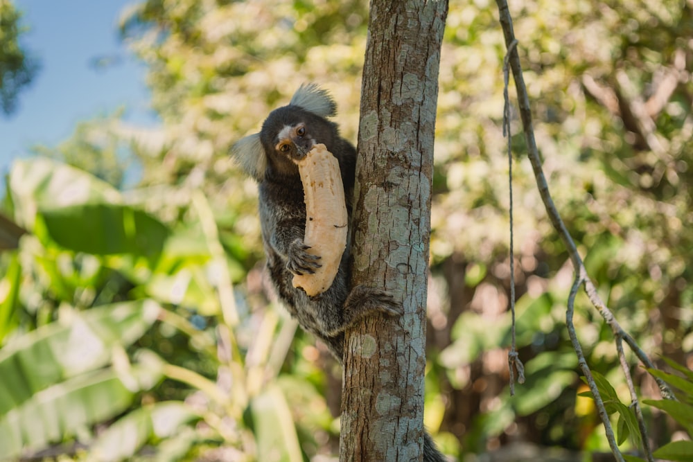 black and brown monkey on brown tree branch during daytime