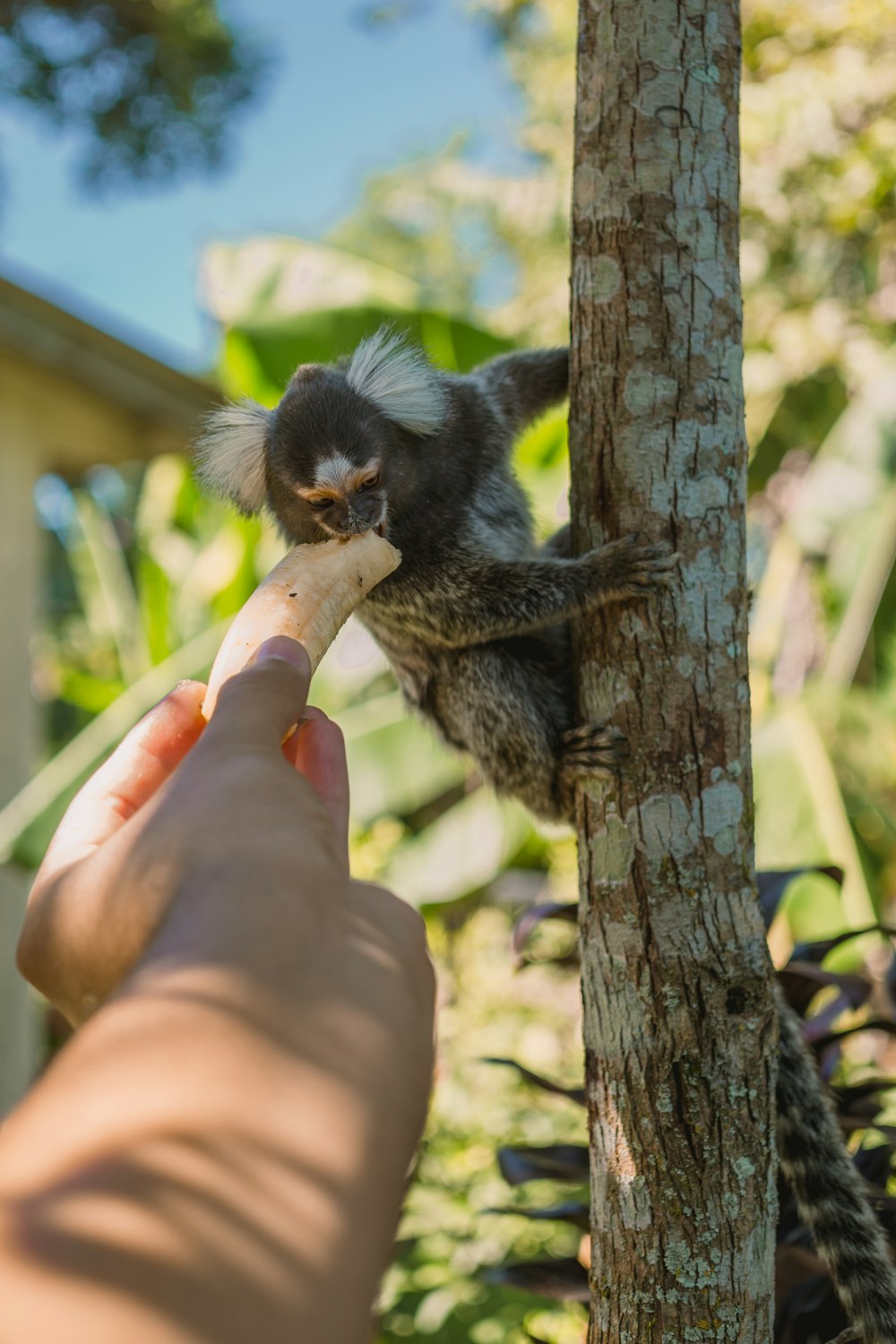 black and brown monkey on brown tree branch during daytime