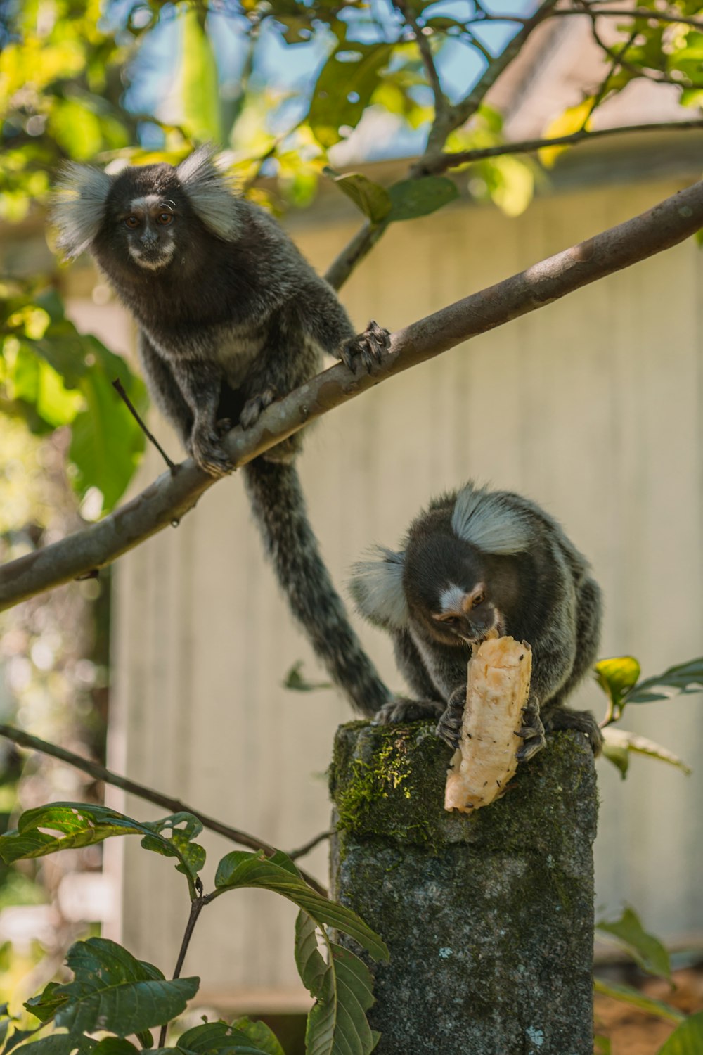 black monkey on brown tree branch during daytime