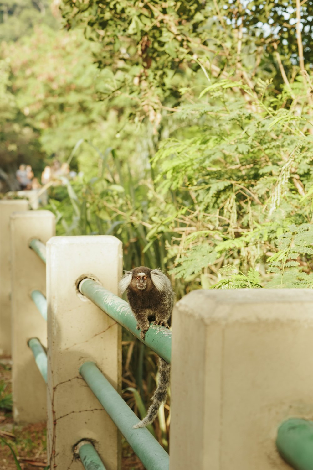 brown monkey on white concrete fence during daytime