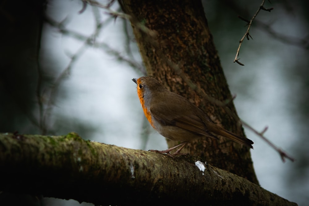 brown bird on tree branch