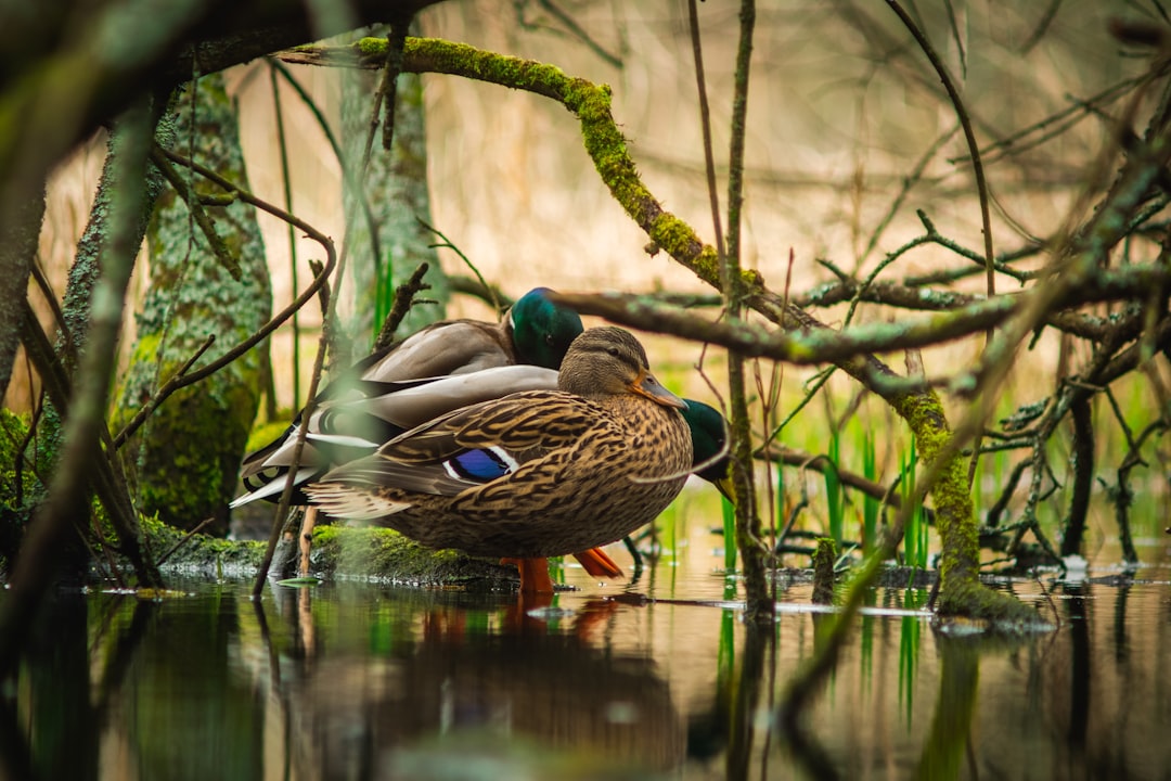 brown and green duck on water