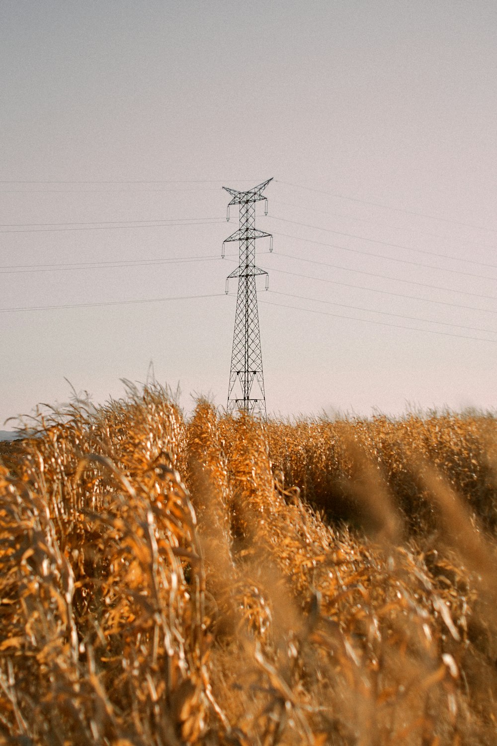 brown grass field with electric tower