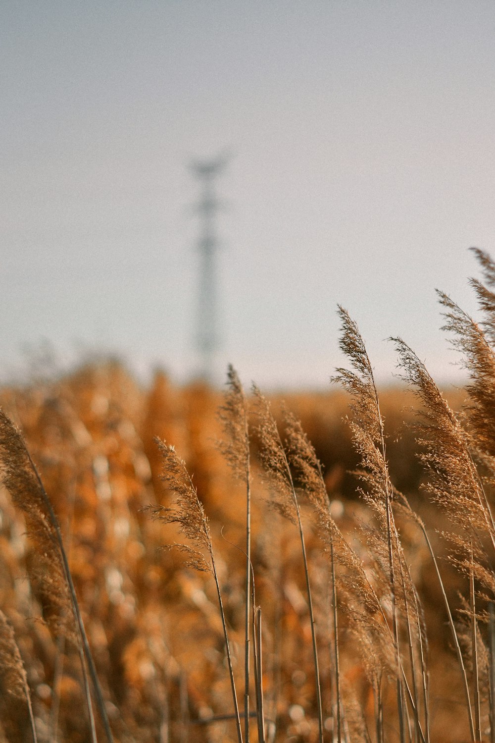 brown wheat field during daytime