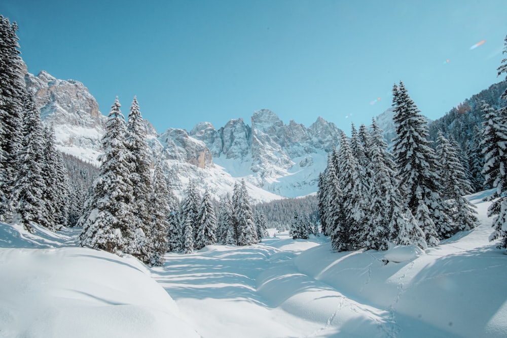 pinos y montañas cubiertas de nieve durante el día