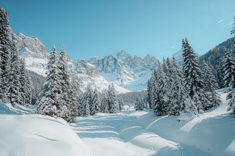 Snow-covered pine trees and Alpine peaks in winter