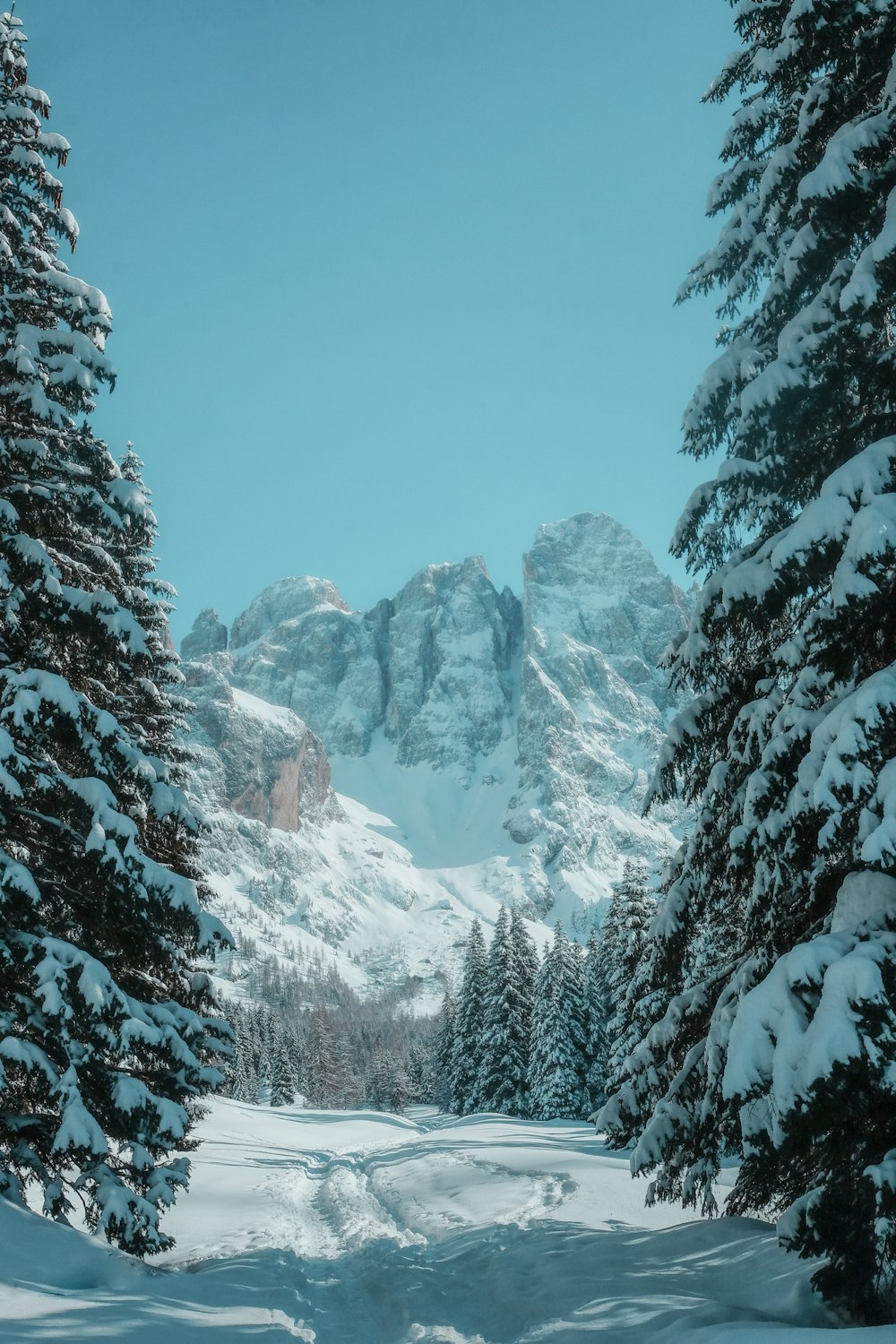 árvores e montanhas cobertas de neve durante o dia