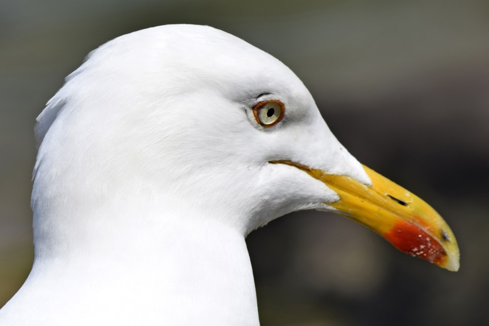 white bird with yellow beak