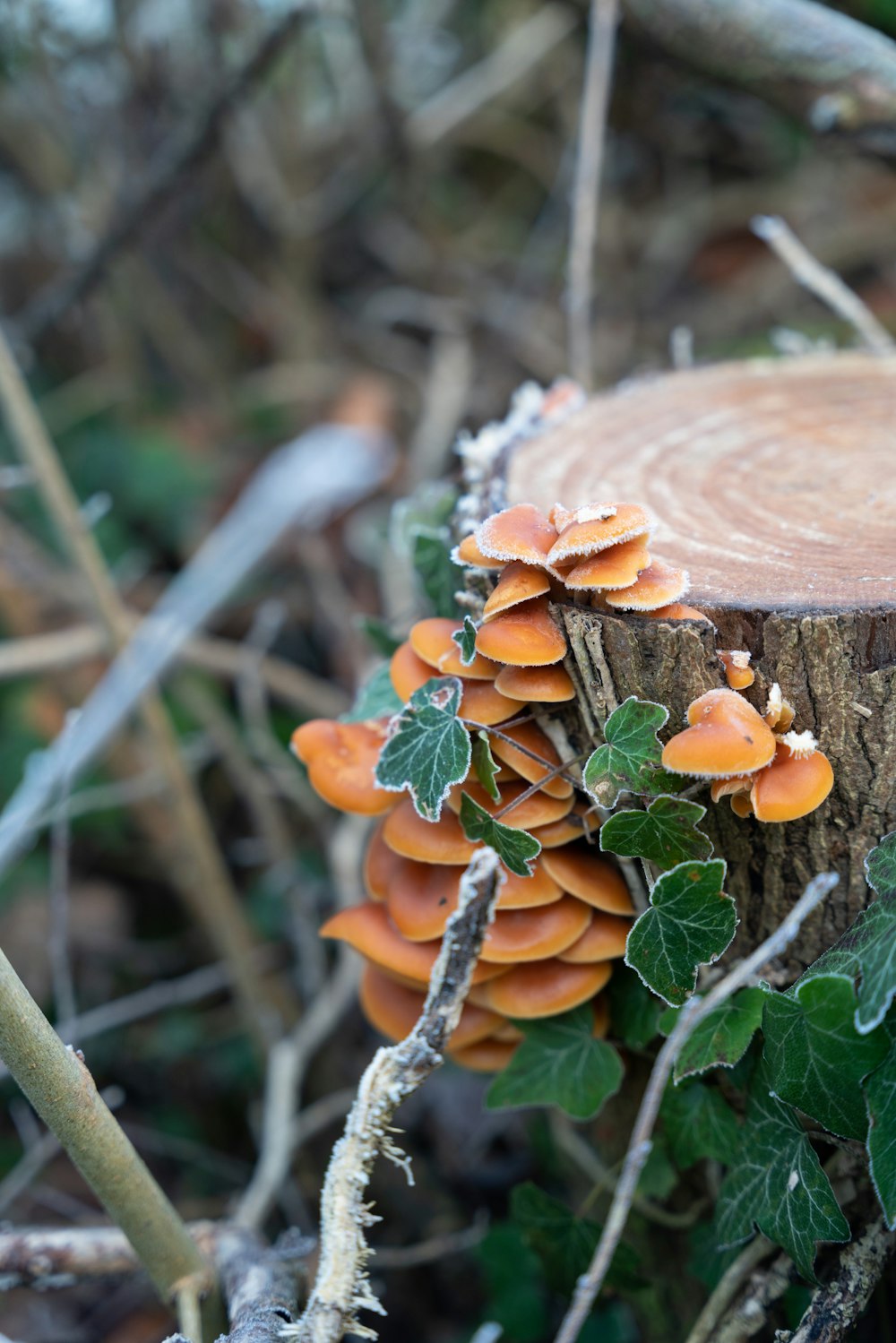 brown mushroom on brown tree trunk