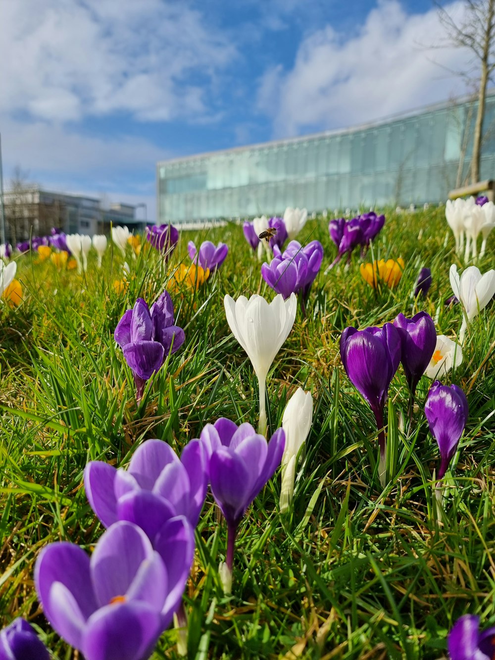 purple crocus flowers in bloom during daytime