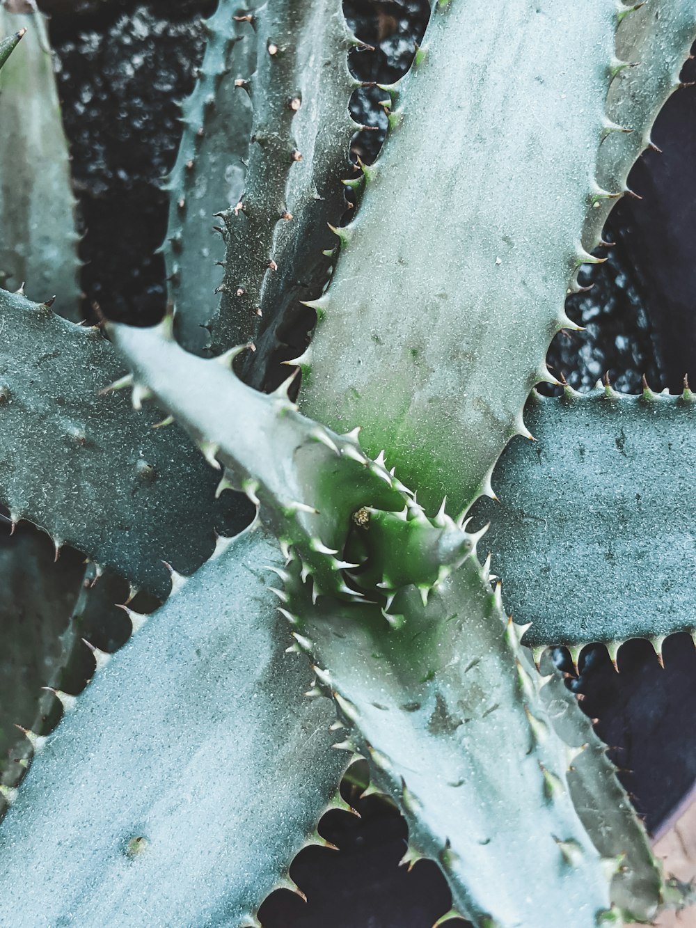 Planta de cactus verde con gotas de agua