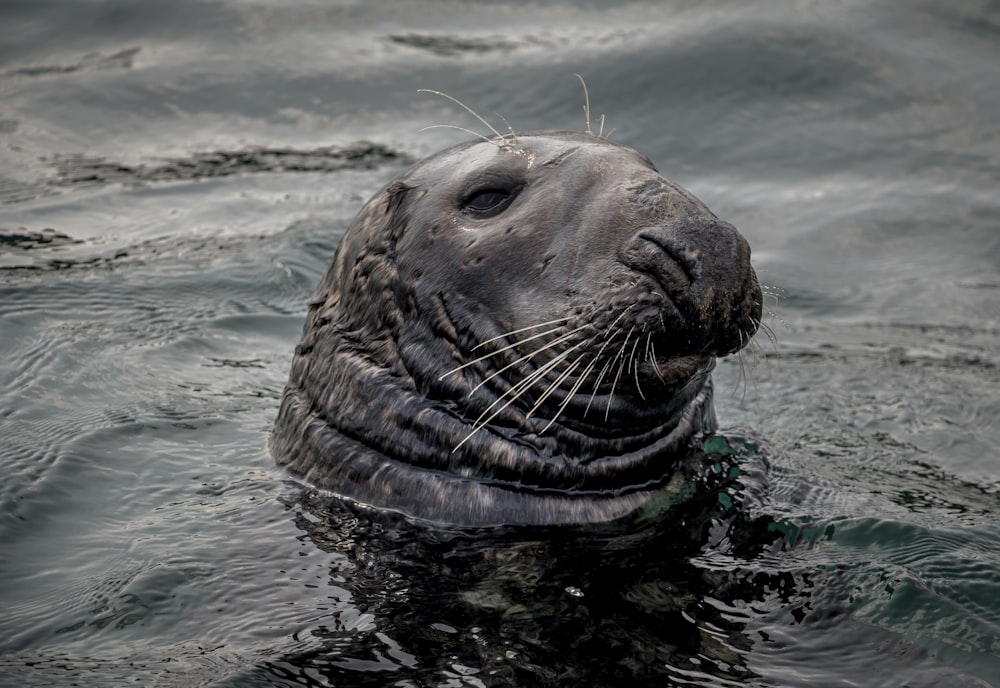 seal in water during daytime