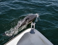 A dolphin is swimming next to the front of a boat, with water splashing around it. The water is dark green, and part of the boat's bow is visible in the foreground.