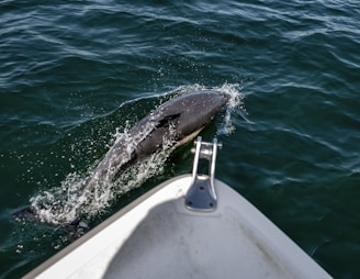 A dolphin is swimming next to the front of a boat, with water splashing around it. The water is dark green, and part of the boat's bow is visible in the foreground.