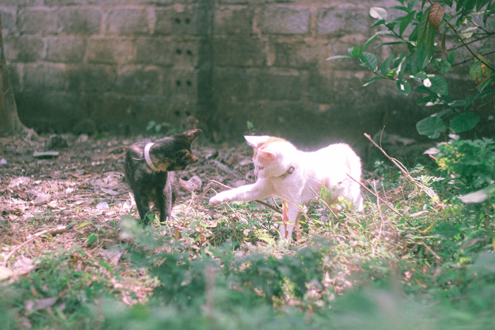 white cat and black and white short fur cat on green grass during daytime