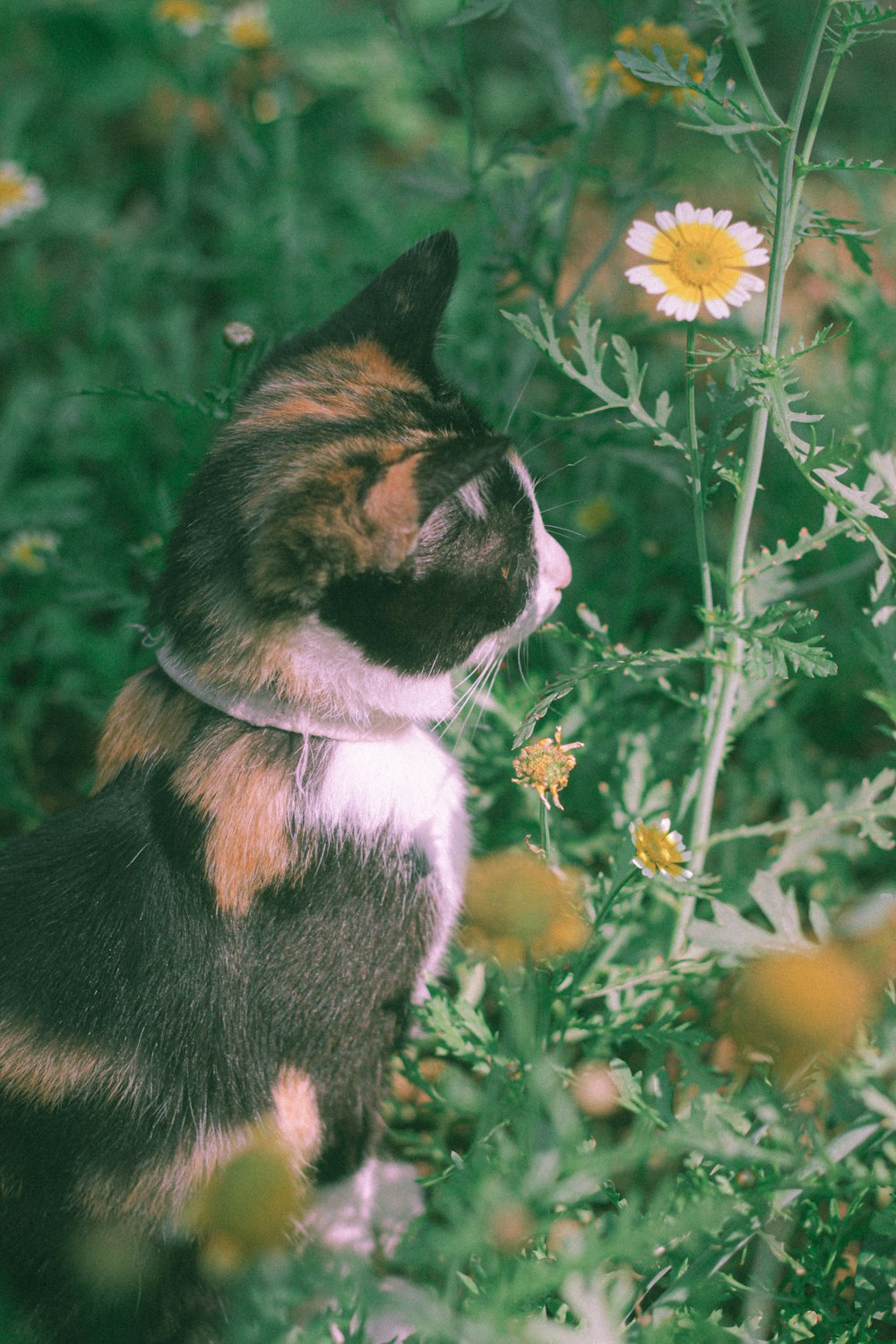 black and white cat on green grass field