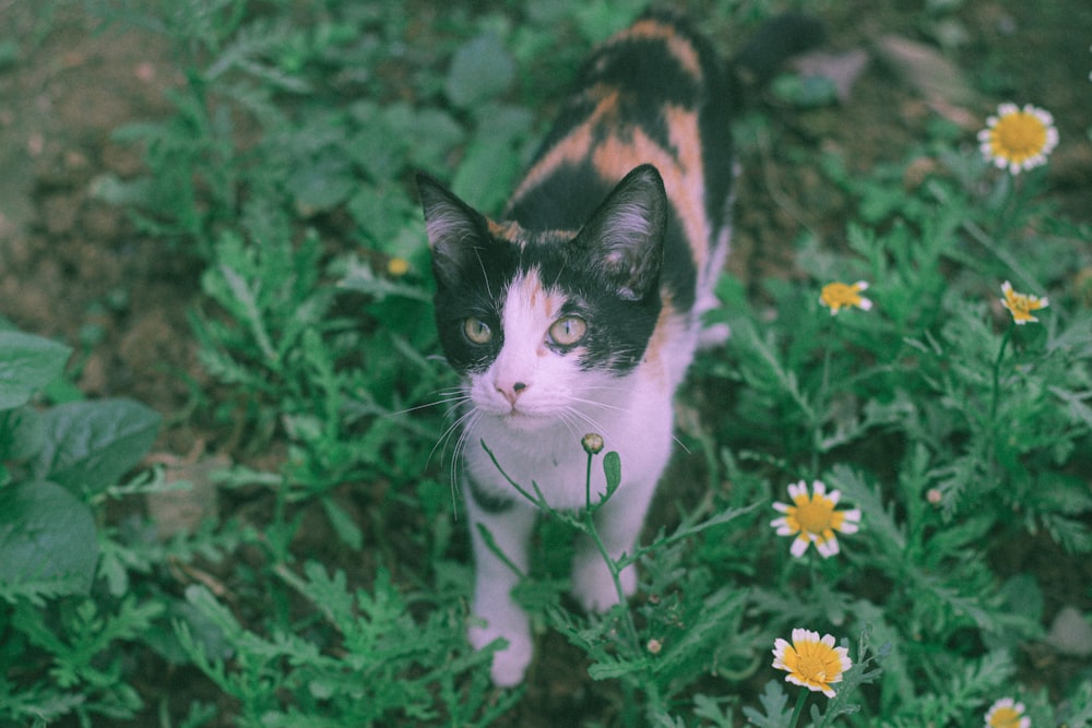 white and black cat on green grass