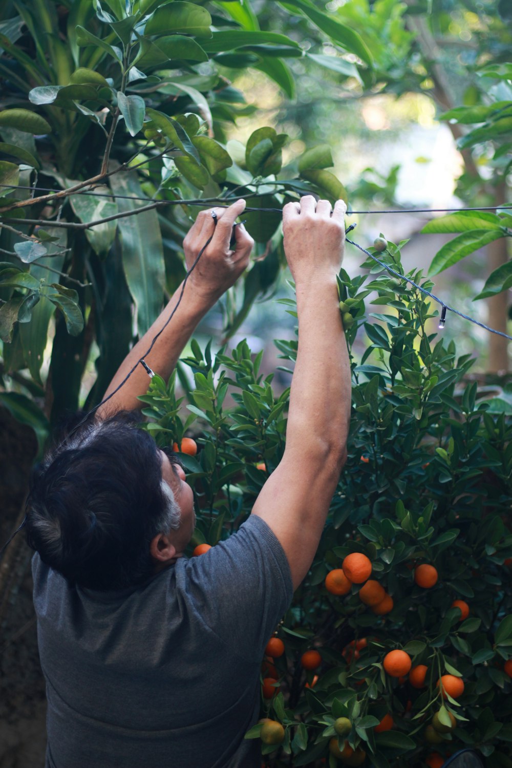 man in black t-shirt picking orange fruits