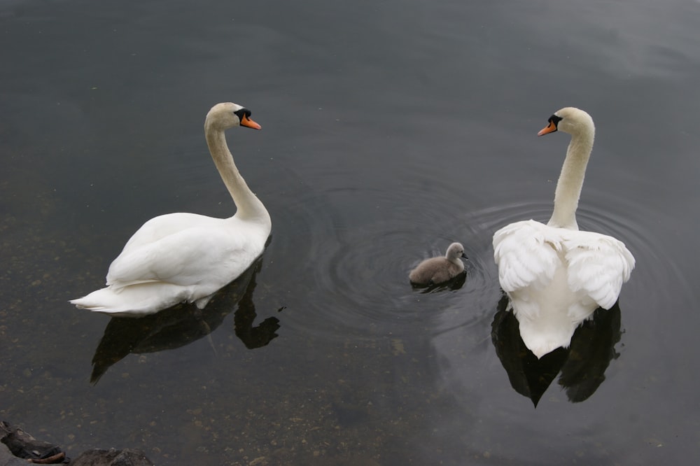 white swan on water during daytime