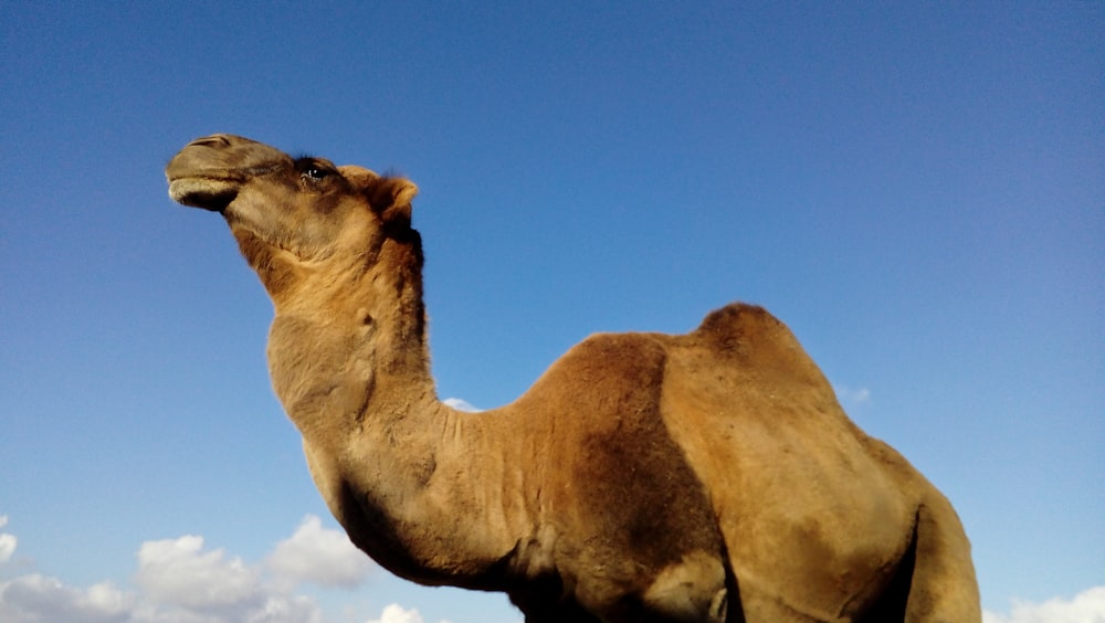 brown camel under blue sky during daytime