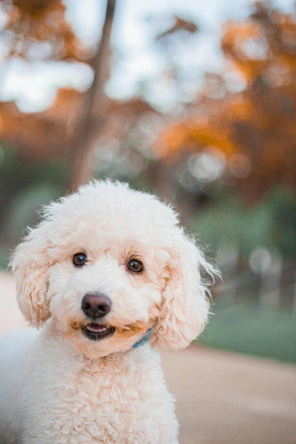 white poodle puppy on green grass field during daytime