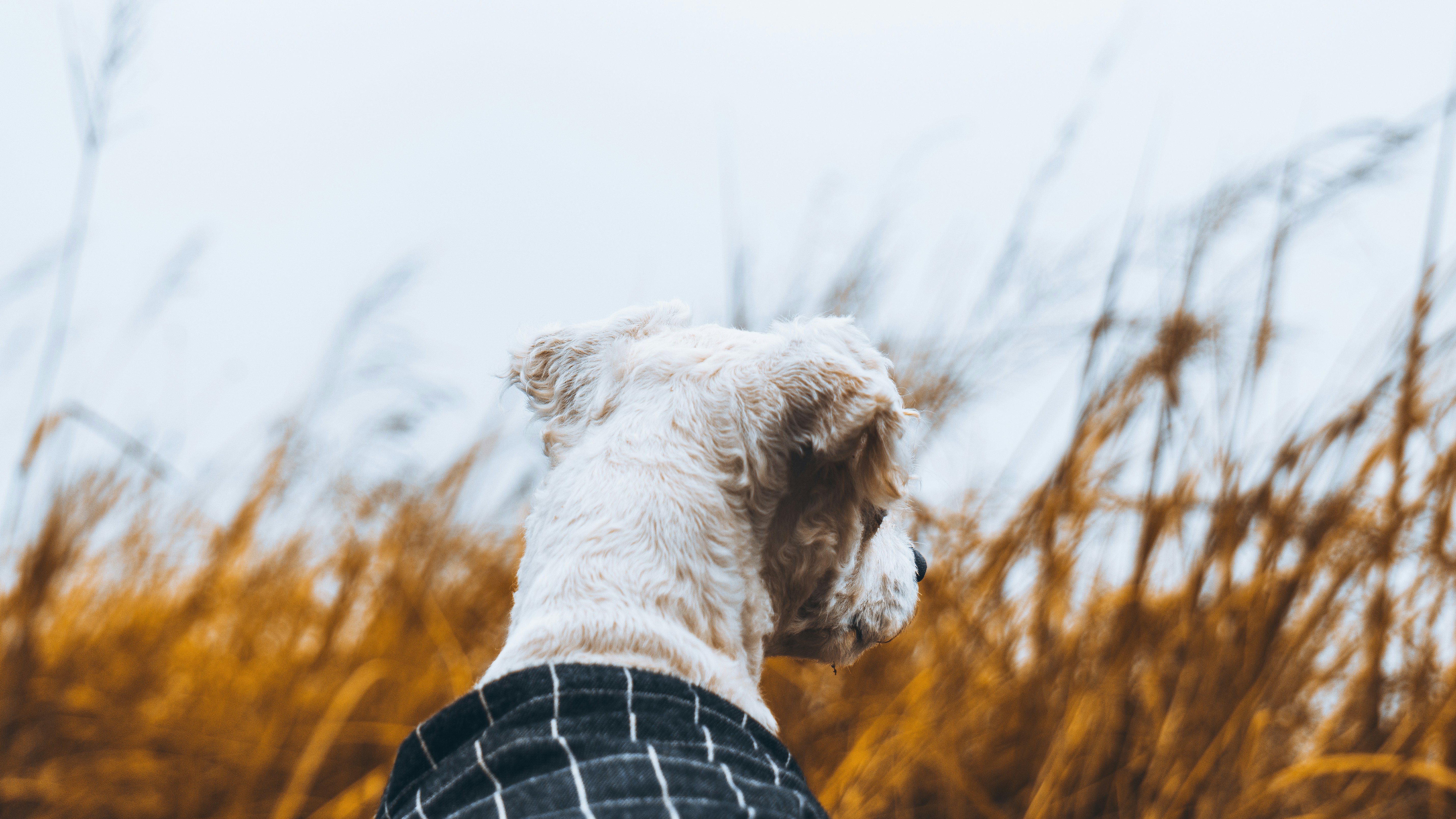 Photo by hausyang271