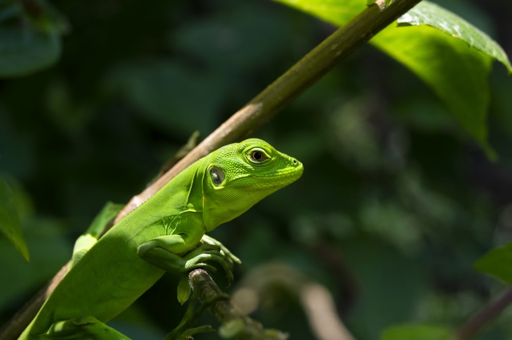 green lizard on green leaf