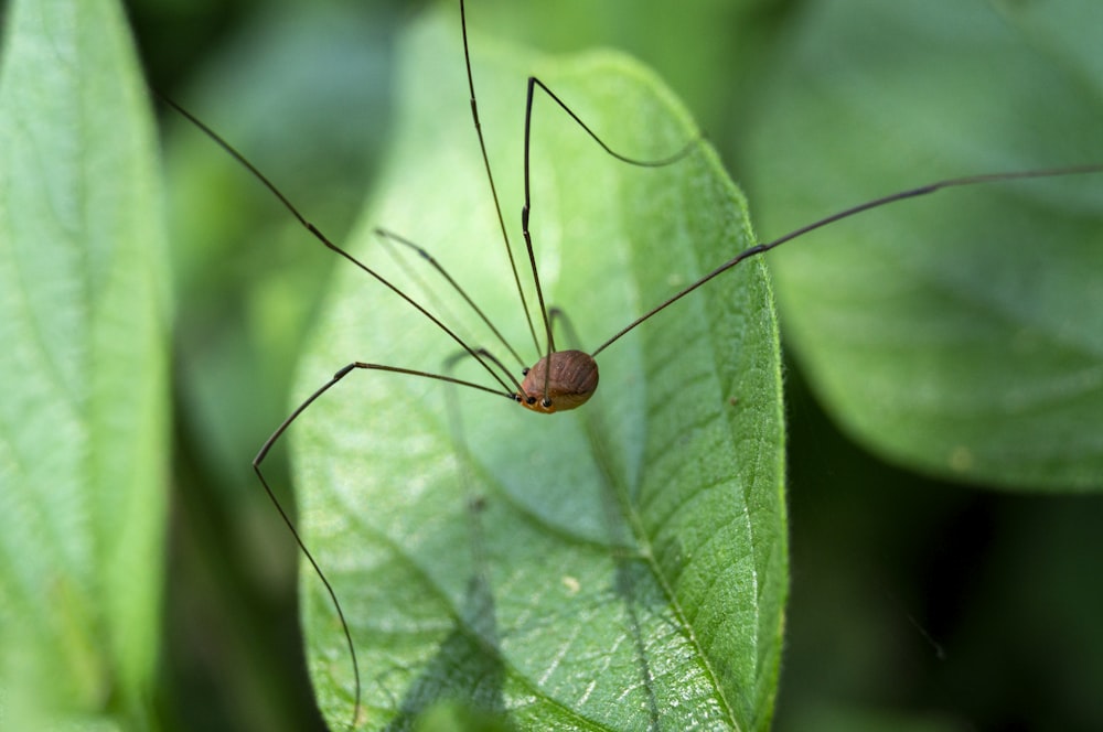 brown and black spider on green leaf during daytime