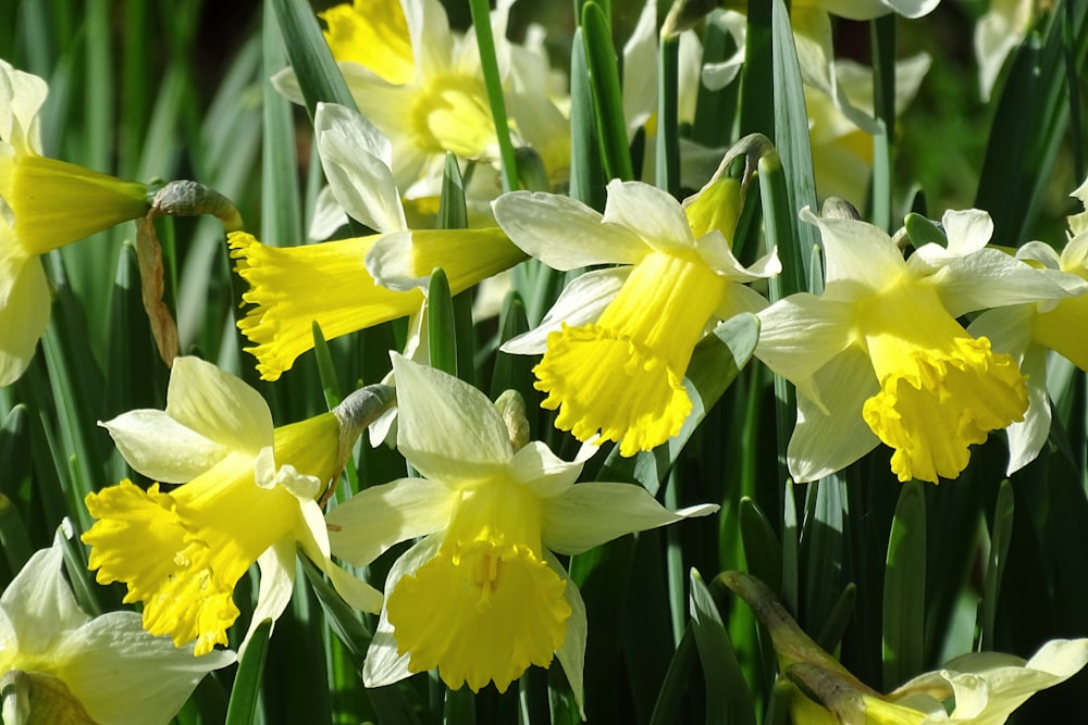 yellow daffodils in bloom during daytime