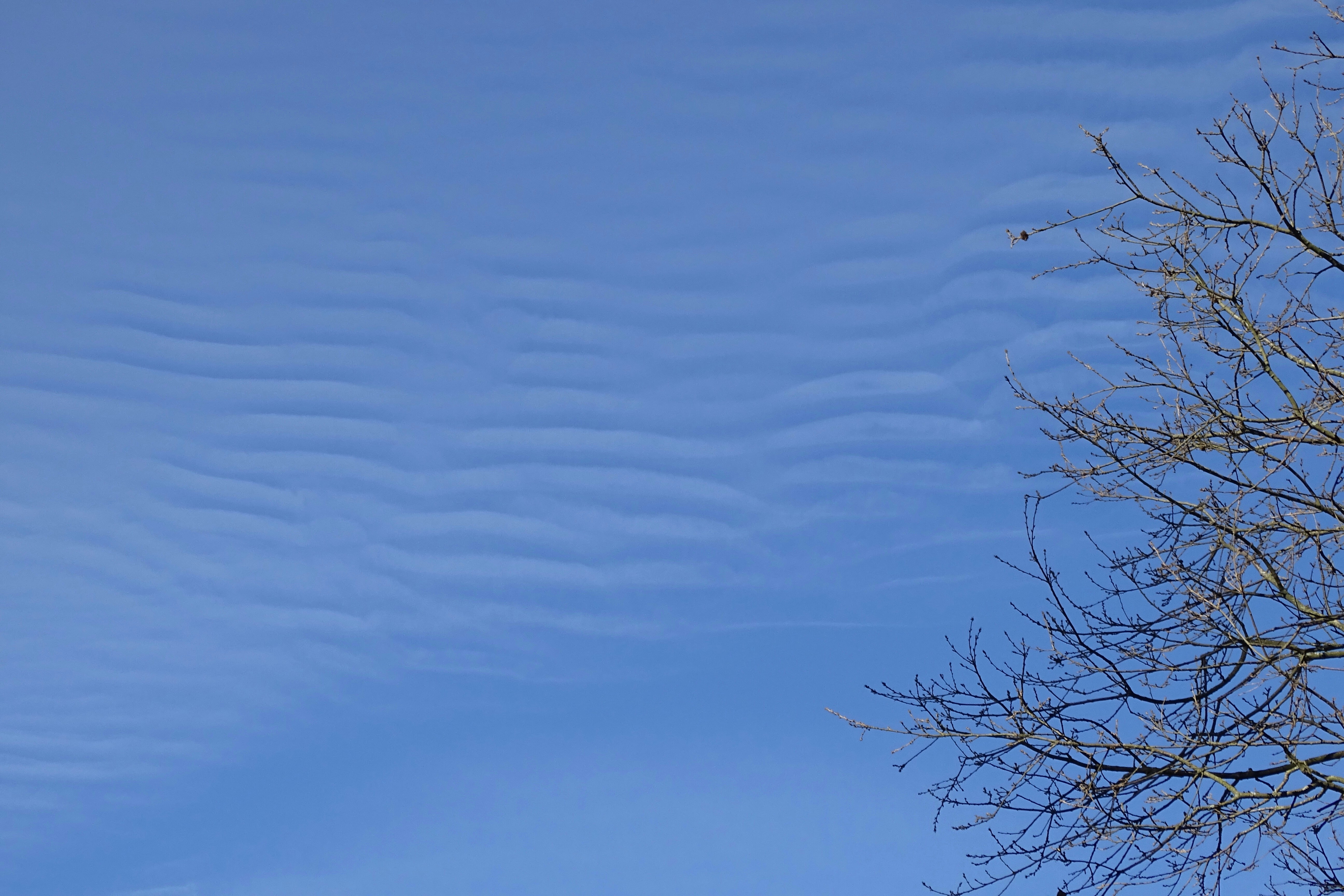 Leafless tree under blue sky photo – Free Space Image on Unsplash