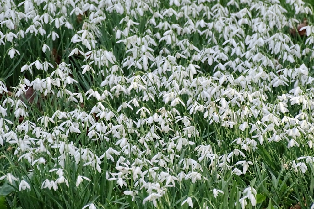 green and white flower field during daytime