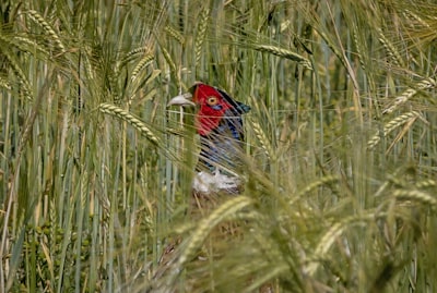 black red and white bird on green grass during daytime